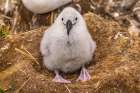 Falkland Islands, West Point Island. Black-browed albatross chick in nest. Art Print